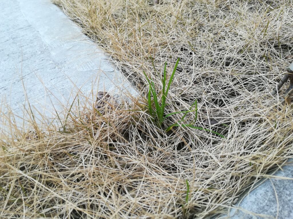 ずぼら主婦による春の芝生のお手入れ なんとか3年やってます シマとネリコの家