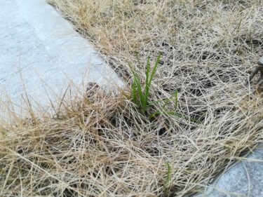 ずぼら主婦による春の芝生のお手入れ。なんとか3年やってます。