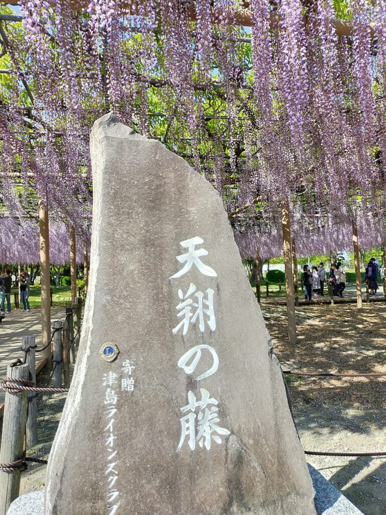 天王川公園の藤の花