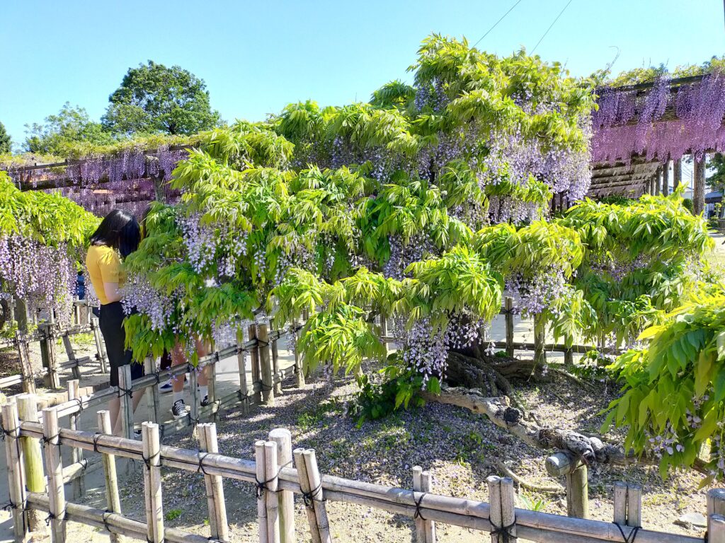 天王川公園の藤の花