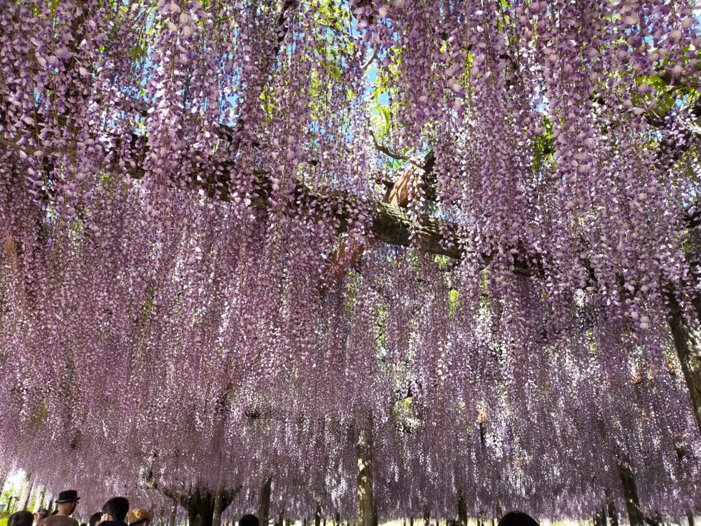 天王川公園の藤の花