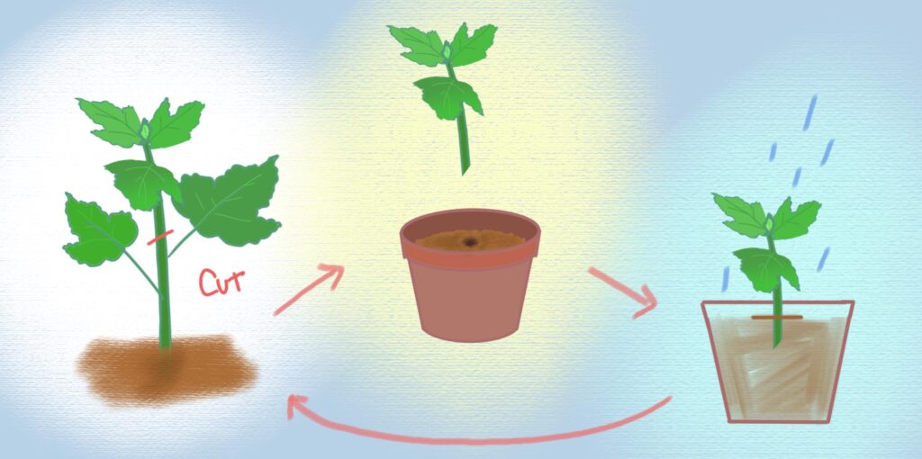 蚊連草の増やし方と挿し木の方法