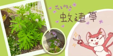 これぞ蚊連草の効果！挿し木で増やして蚊も猫も寄せ付けないお庭計画が成功中