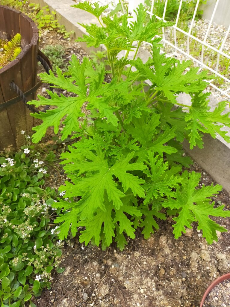 庭に植えた蚊連草