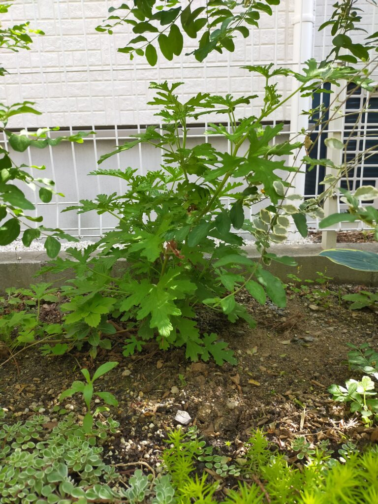 蚊 連 草 地 植え